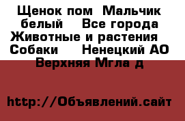 Щенок пом. Мальчик белый  - Все города Животные и растения » Собаки   . Ненецкий АО,Верхняя Мгла д.